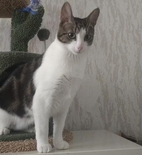 Kat Europese korthaar of huiskat