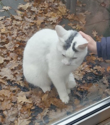 Kat Europese korthaar of huiskat