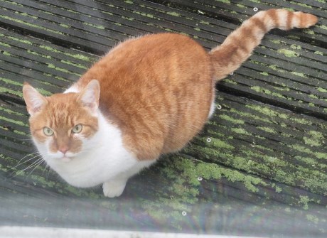 Kat Europese korthaar of huiskat