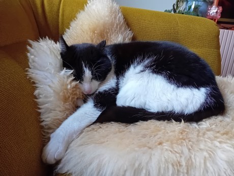 Kat Europese korthaar of huiskat