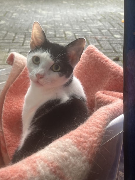 Kat Europese korthaar of huiskat