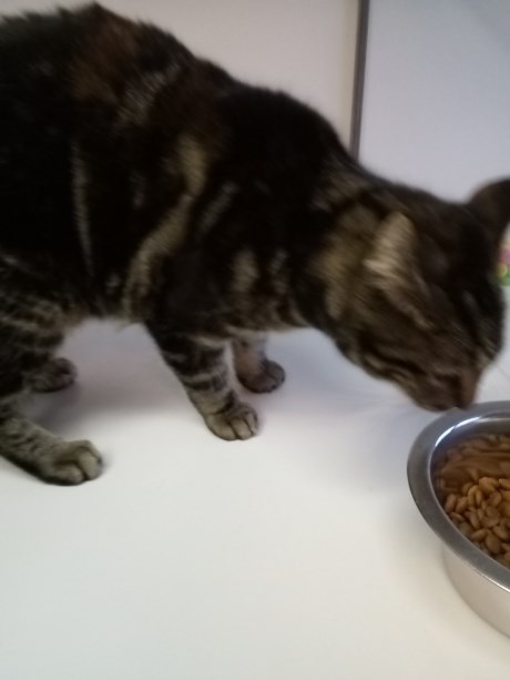 Kat Europese korthaar of huiskat