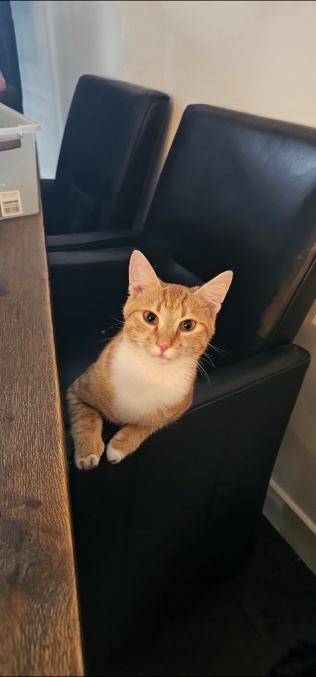 Kat Europese korthaar of huiskat