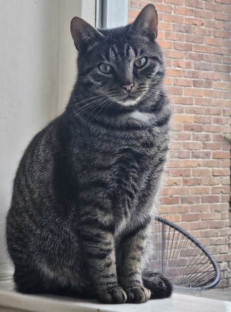 Kat Europese korthaar of huiskat