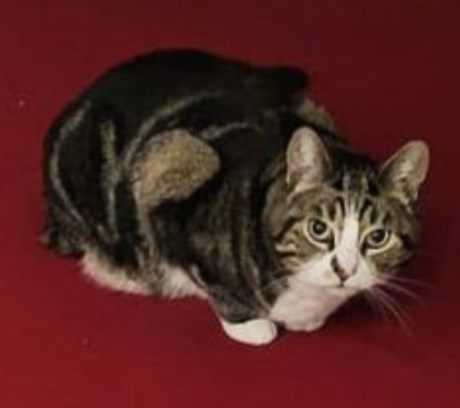 Kat Europese korthaar of huiskat