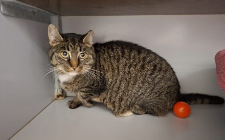 Kat Europese korthaar of huiskat