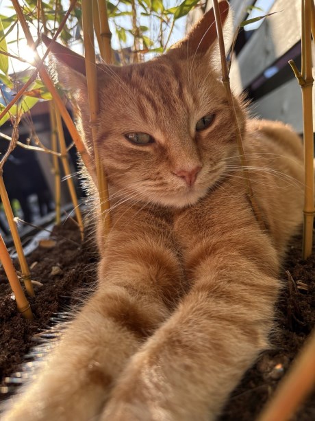 Kat Europese korthaar of huiskat