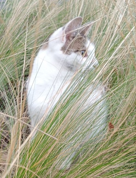 Kat Europese korthaar of huiskat