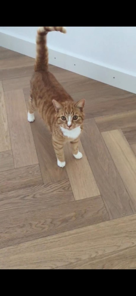 Kat Europese korthaar of huiskat