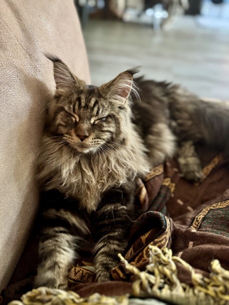 Kat Maine Coon