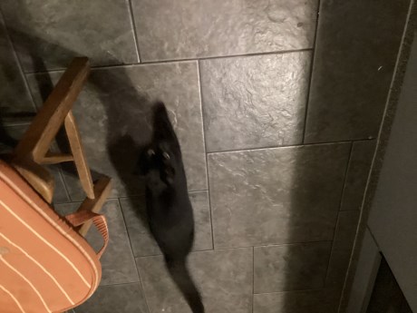 Kat Europese korthaar of huiskat