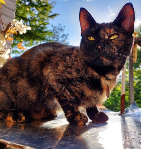 Kat Europese korthaar of huiskat