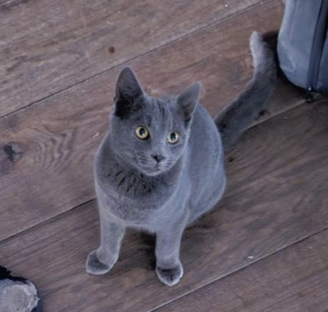 Kat Europese korthaar of huiskat