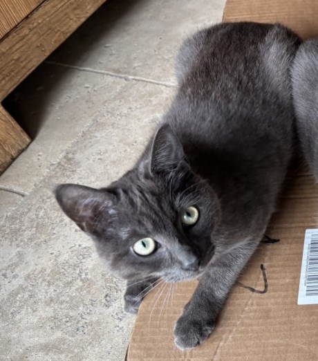 Kat Europese korthaar of huiskat