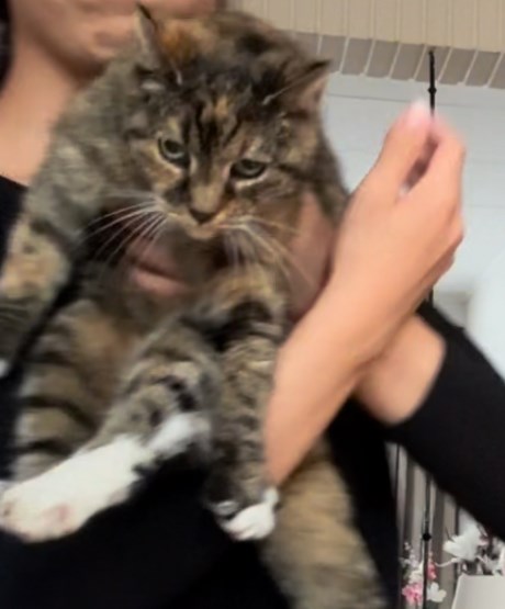 Kat Europese korthaar of huiskat