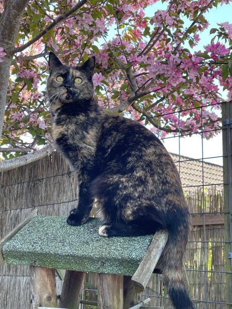 Kat Europese korthaar of huiskat