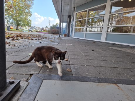 Kat Europese korthaar of huiskat