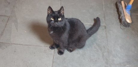 Kat Europese korthaar of huiskat