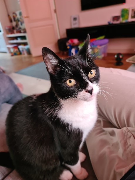 Kat Europese korthaar of huiskat