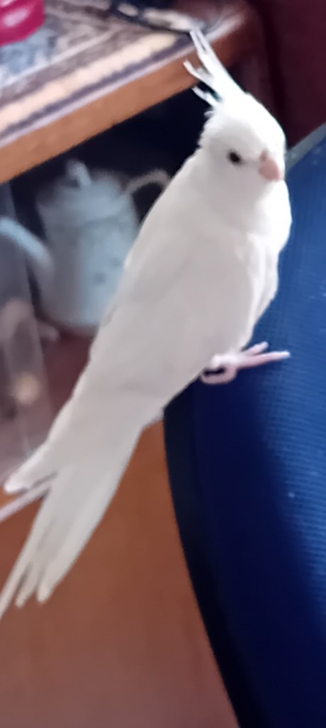 Vogel Overige rassen