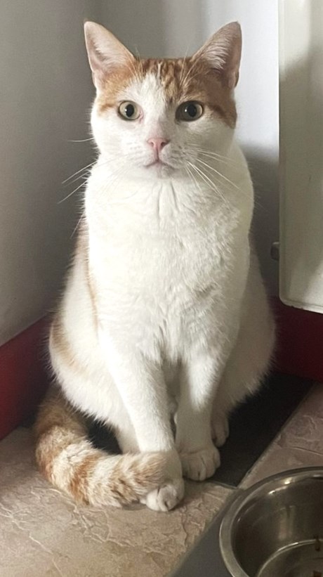 Kat Europese korthaar of huiskat