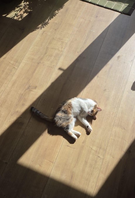 Kat Europese korthaar of huiskat