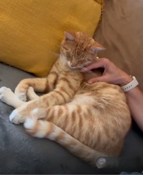 Kat Europese korthaar of huiskat