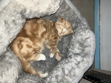 Kat Europese korthaar of huiskat