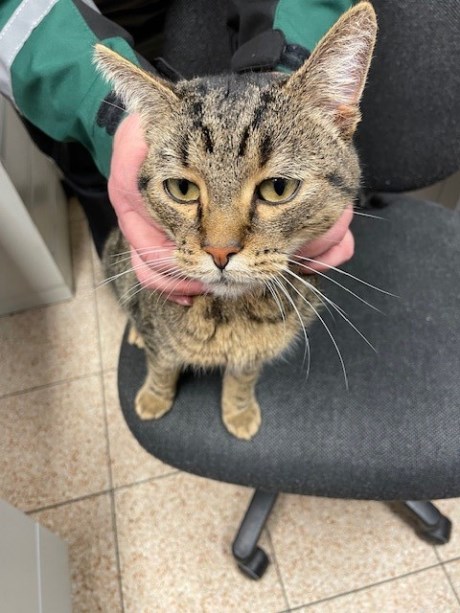 Kat Europese korthaar of huiskat