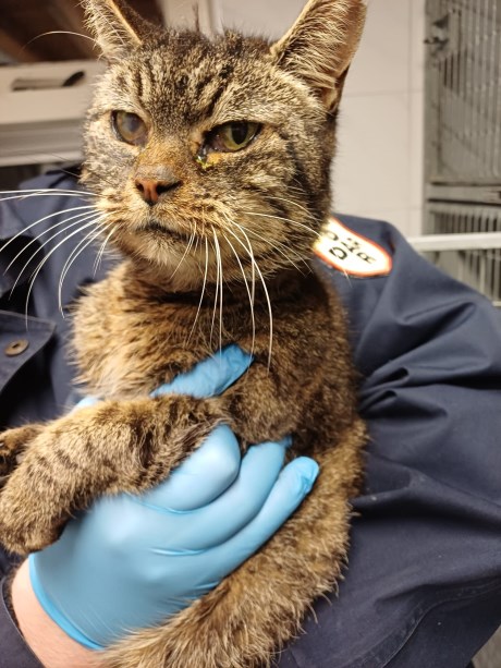 Kat Europese korthaar of huiskat