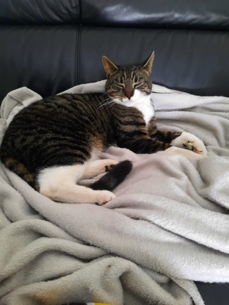 Kat Europese korthaar of huiskat