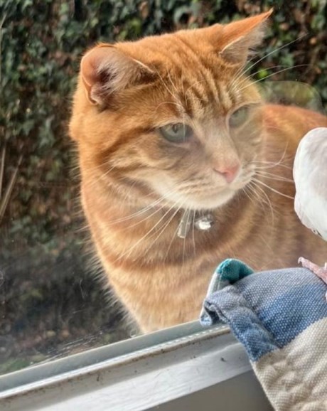 Kat Europese korthaar of huiskat