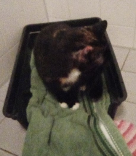 Kat Europese korthaar of huiskat