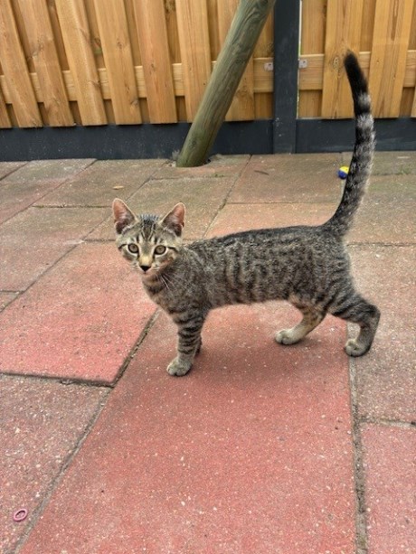 Kat Europese korthaar of huiskat