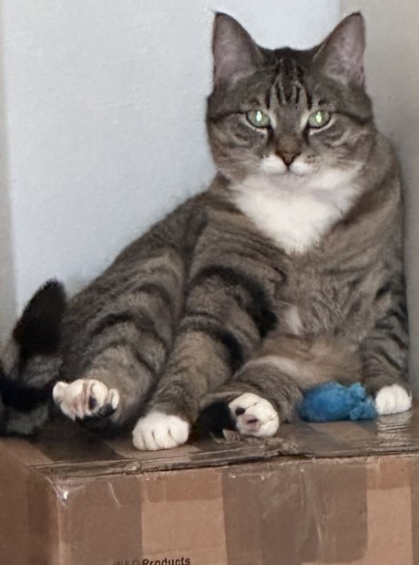 Kat Europese korthaar of huiskat