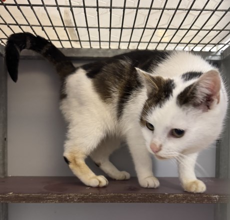 Kat Europese korthaar of huiskat