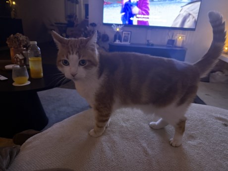 Kat Europese korthaar of huiskat