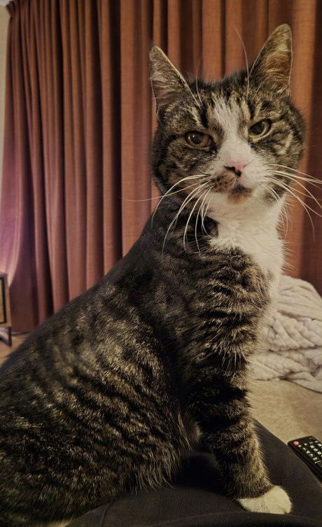 Kat Europese korthaar of huiskat