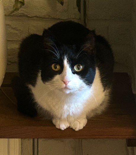 Kat Europese korthaar of huiskat