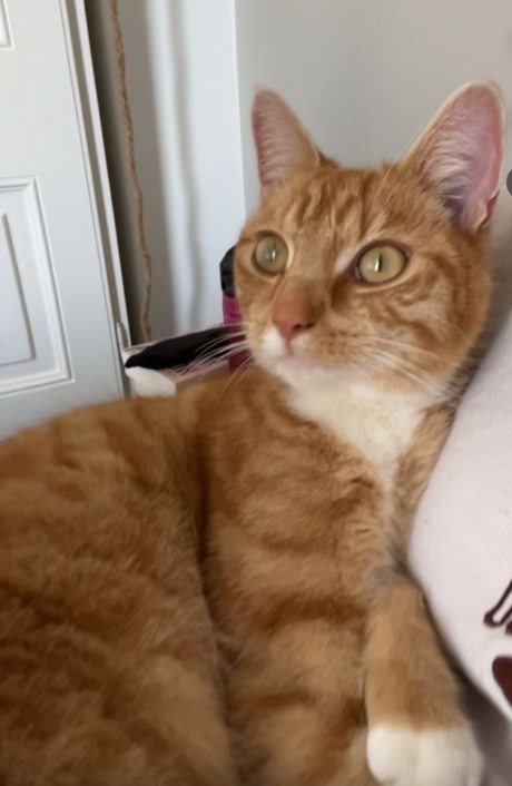 Kat Europese korthaar of huiskat