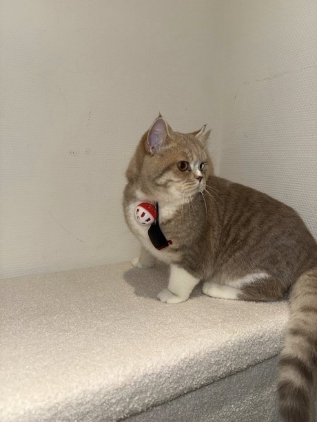 Kat Brits korthaar X