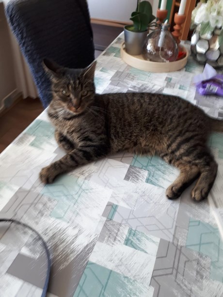 Kat Europese korthaar of huiskat