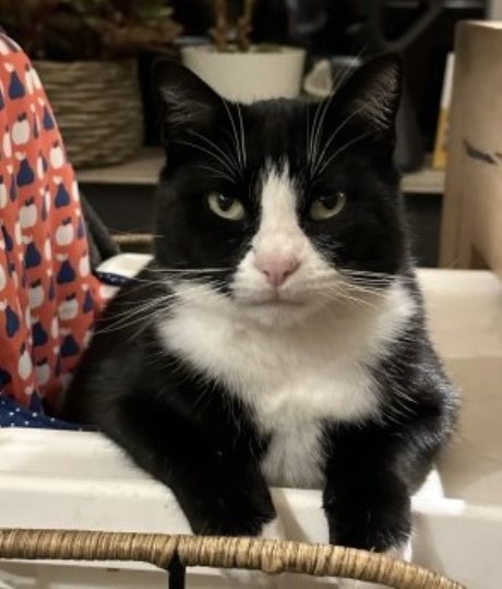 Kat Europese korthaar of huiskat