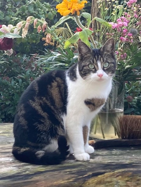 Kat Europese korthaar of huiskat