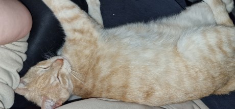 Kat Europese korthaar of huiskat