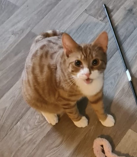 Kat Europese korthaar of huiskat