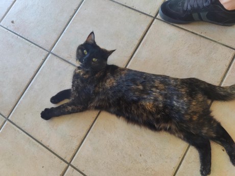 Kat Europese korthaar of huiskat