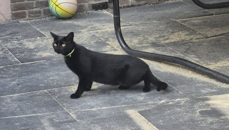 Kat Europese korthaar of huiskat