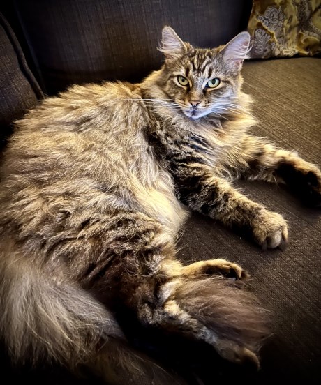 Kat Maine Coon