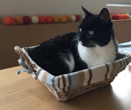 Kat Europese korthaar of huiskat